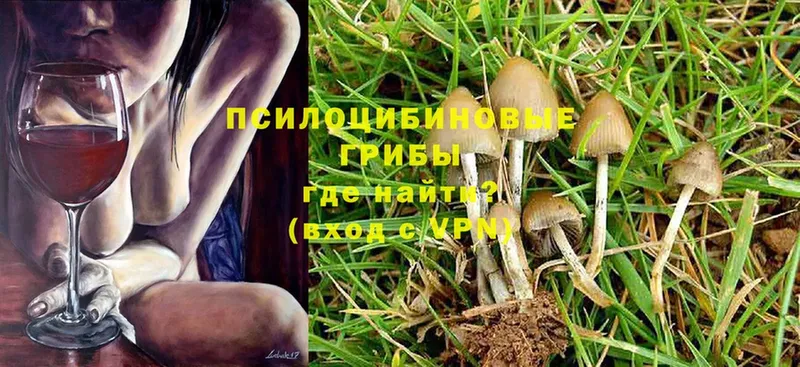 Псилоцибиновые грибы Psilocybine cubensis  Чистополь 